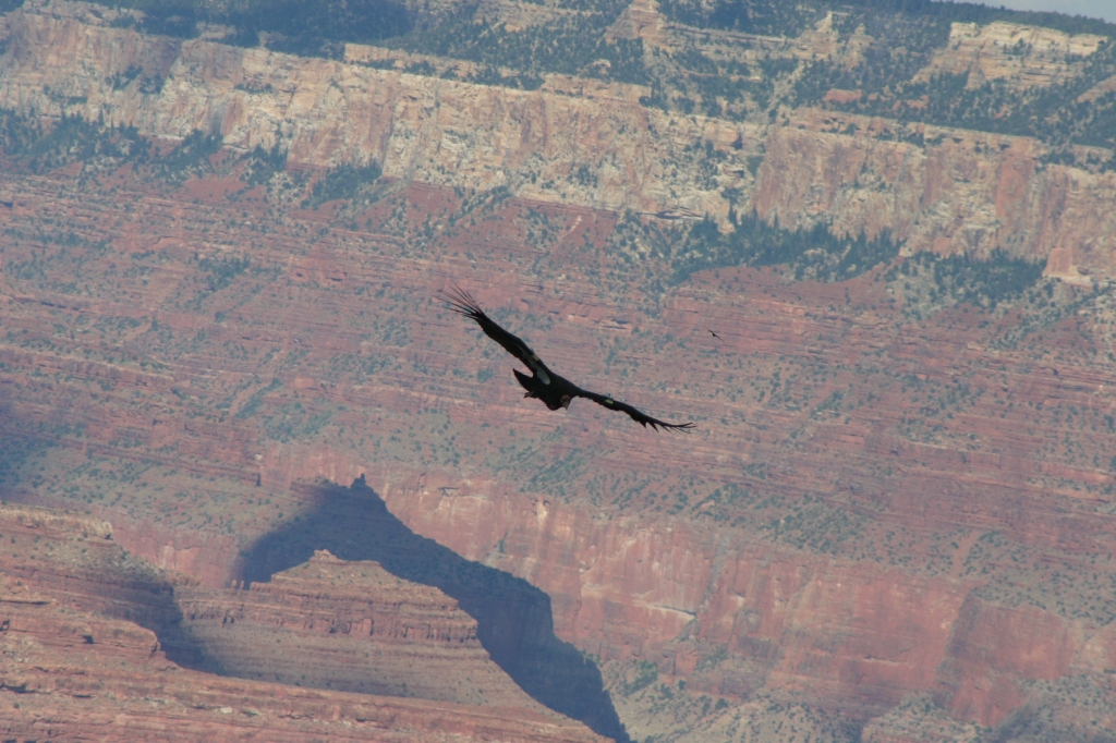 15 - Grand Canyon (17).JPG